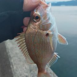 初めてジギングで釣れました